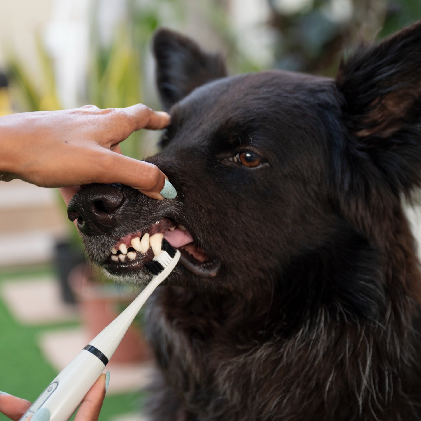 Canident - Sonic Tooth cleaner for dogs